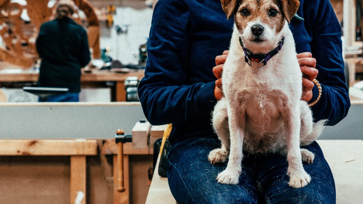 Edinburgh-open-workshop-Master_slide_eow-7-1 Edinburgh Open Workshop's resident dog - Peppa sits on persons knee