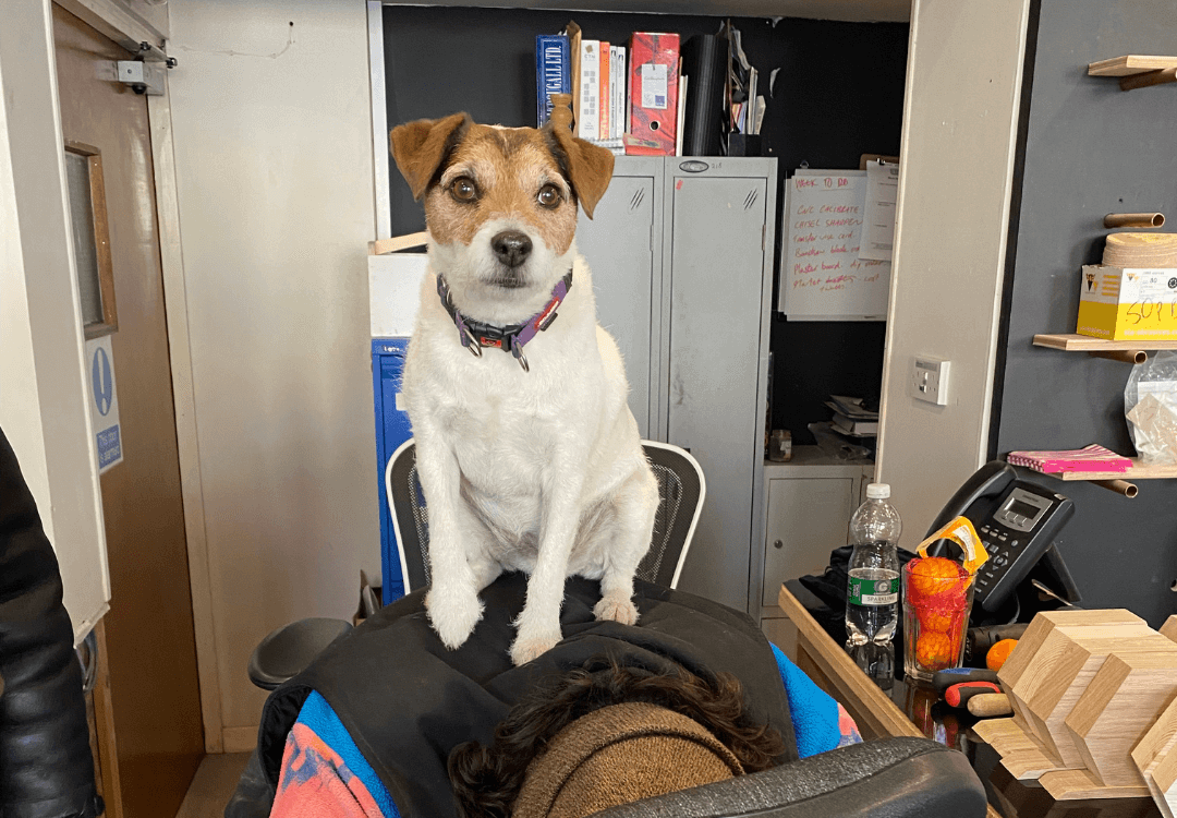 doggo Pepper the resident dog sits in reception